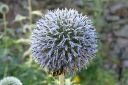 Sinipallo-ohdake2C_Echinops_bannaticus_IMG_0642.jpg