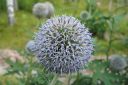 Sinipallo-ohdake2C_Echinops_bannaticus_IMG_1189.jpg