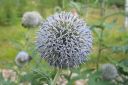 Sinipallo-ohdake2C_Echinops_bannaticus_IMG_1190.jpg