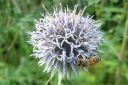 Sinipallo-ohdake2C_Echinops_bannaticus_IMG_1720.jpg