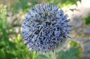 Sinipallo-ohdake2C_Echinops_bannaticus_IMG_3429.jpg