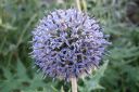 Sinipallo-ohdake2C_Echinops_bannaticus_IMG_3519.jpg