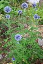 Sinipallo-ohdake2C_Echinops_bannaticus_IMG_3912.jpg