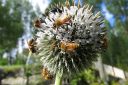 Sinipallo-ohdake2C_Echinops_bannaticus_IMG_9746.jpg