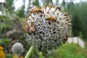 Sinipallo-ohdake2C_Echinops_bannaticus_IMG_9817.jpg