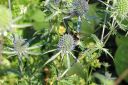 Sinipiikkiputki2C_Eryngium_planum_IMG_0270.jpg