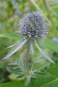 Sinipiikkiputki2C_Eryngium_planum_IMG_0417.jpg