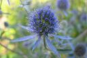 Sinipiikkiputki2C_Eryngium_planum_IMG_0530.jpg