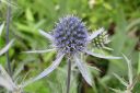 Sinipiikkiputki2C_Eryngium_planum_IMG_0737.jpg