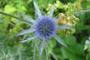 Sinipiikkiputki2C_Eryngium_planum_IMG_7809.jpg