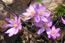 Sinivuokko2C_Hepatica_nobilis_IMG_0001.jpg