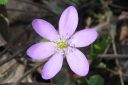 Sinivuokko2C_Hepatica_nobilis_IMG_0519.jpg