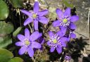 Sinivuokko2C_Hepatica_nobilis_IMG_4889.jpg