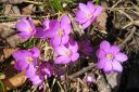 Sinivuokko2C_Hepatica_nobilis_IMG_5015.jpg