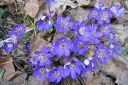 Sinivuokko2C_Hepatica_nobilis_IMG_5255.jpg