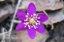 Sinivuokko2C_Hepatica_nobilis_IMG_5260.jpg