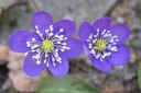 Sinivuokko2C_Hepatica_nobilis_IMG_5262.jpg