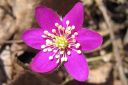 Sinivuokko2C_Hepatica_nobilis_IMG_5267.jpg