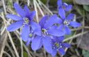 Sinivuokko2C_Hepatica_nobilis_IMG_5270.jpg