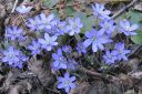 Sinivuokko2C_Hepatica_nobilis_IMG_5287.jpg