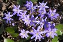 Sinivuokko2C_Hepatica_nobilis_IMG_5289.jpg