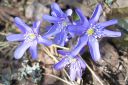 Sinivuokko2C_Hepatica_nobilis_IMG_5307.jpg