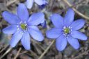 Sinivuokko2C_Hepatica_nobilis_IMG_5310.jpg