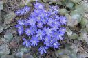 Sinivuokko2C_Hepatica_nobilis_IMG_5314.jpg