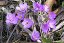 Sinivuokko2C_Hepatica_nobilis_IMG_5323.jpg