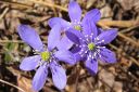 Sinivuokko2C_Hepatica_nobilis_IMG_5709.jpg