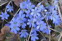 Sinivuokko2C_Hepatica_nobilis_IMG_5713.jpg