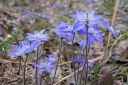 Sinivuokko2C_Hepatica_nobilis_IMG_6049.jpg