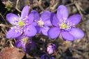 Sinivuokko2C_Hepatica_nobilis_IMG_9344.jpg