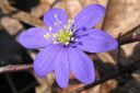 Sinivuokko2C_Hepatica_nobilis_IMG_9346.jpg