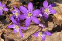 Sinivuokko2C_Hepatica_nobilis_IMG_9416.jpg