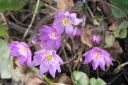 Sinivuokko2C_Hepatica_nobilis_IMG_9561.jpg