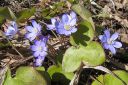 Sinivuokko2C_Hepatica_nobilis_IMG_9637.jpg