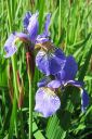 Siperiankurjenmiekka2C_Iris_sibirica_IMG_0823.jpg