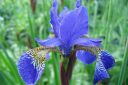 Siperiankurjenmiekka2C_Iris_sibirica_IMG_0824.jpg