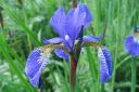 Siperiankurjenmiekka2C_Iris_sibirica_IMG_0825.jpg