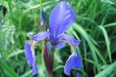 Siperiankurjenmiekka2C_Iris_sibirica_IMG_0828.jpg