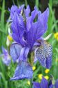 Siperiankurjenmiekka2C_Iris_sibirica_IMG_2059.jpg