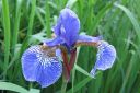 Siperiankurjenmiekka2C_Iris_sibirica_IMG_5225.jpg