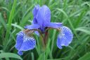 Siperiankurjenmiekka2C_Iris_sibirica_IMG_5226.jpg