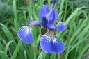 Siperiankurjenmiekka2C_Iris_sibirica_IMG_5228.jpg