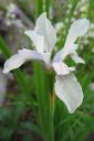 Siperiankurjenmiekka_valk2C_Iris_sibirica_Alba_IMG_2059.jpg