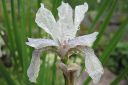 Siperiankurjenmiekka_valk2C_Iris_sibirica_Alba_IMG_3218.jpg