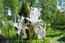 Siperiankurjenmiekka_valk2C_Iris_sibirica_Alba_IMG_3855.jpg