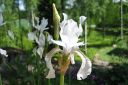 Siperiankurjenmiekka_valk2C_Iris_sibirica_Alba_IMG_3856.jpg