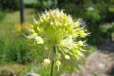 Siperianlaukka2C_Allium_obliquum_IMG_8786.jpg